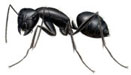 Carpenter Ant