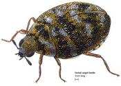 Carpet Beetle