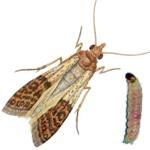 Indian Meal Moths