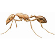 Pharoah Ant