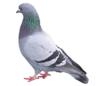 Pigeon - Feral Pigeon